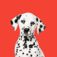 Dalmatiner Hund auf rotem Hintergrund – Hundekategorie, Hundebedarf & Hundefutter bei Purrfect Pets Schweiz