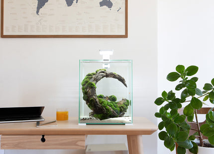 Aquael Shrimp Set DN 20 in elegantem Schwarz - perfekt für Garnelenliebhaber!