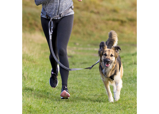 Bauchgurt mit Leine für Hunde, Nylon, 75-120cm, Graphitschwarz