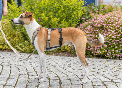 Schwarzer Panik-Adapter Stay für Geschirre von Trixie