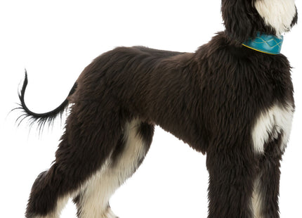 Bequemes Lederhalsband für Windhunde von Trixie