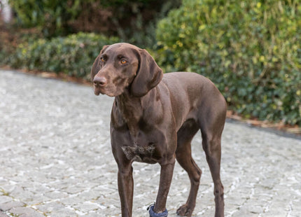 Schwarze Pfotenschutz-Ärmel für aktive Hunde, 2 Stück