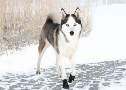 Trixie 2 Pfotenschutz Walker Active 2 Stk. Schützende Hundepfotenstulpen für aktive Hunde