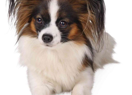 Schwarze Trixie Walker Schutzstiefel für Hunde