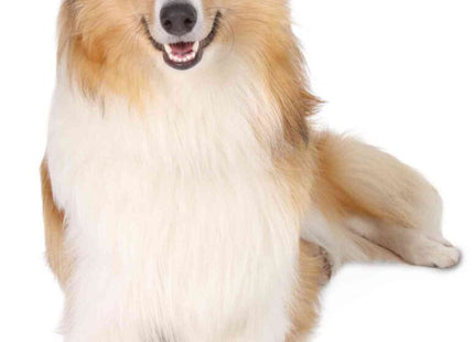 Schwarze Trixie Walker Schutzstiefel für Hunde