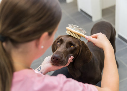 Trixie Bambus Bürste mit Natur- & Metallborsten, beidseitig