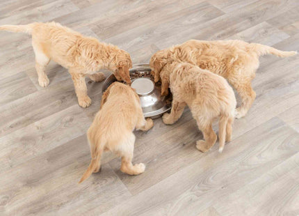 Trixie Welpennapf aus Edelstahl mit einem Durchmesser von 38 cm