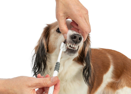 3-Kopf-Zahnbürste für Hunde und Katzen in Weiss-Grau, effektive Reinigung für gesunde Zähne