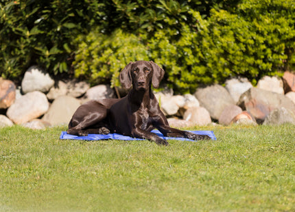 Kühlmatte in Blau für Haustiere von Trixie - ideal für heisse Tage!