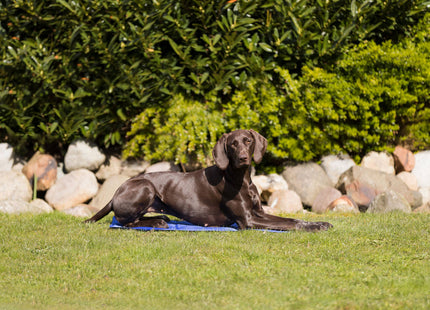 Kühlmatte in Blau für Haustiere von Trixie - ideal für heisse Tage!
