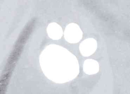 Transparenter Regenmantel von Trixie