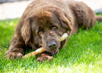 Trixie Denta Fun Rolls - Kaurollen, braun, 28cm