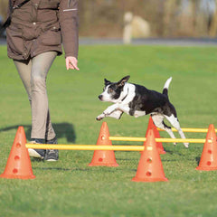 Trainingsspass für Hunde: Gelb-oranges Hindernis-Set von Trixie Dog Activity