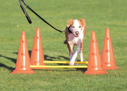 Trainingsspass für Hunde: Gelb-oranges Hindernis-Set von Trixie Dog Activity