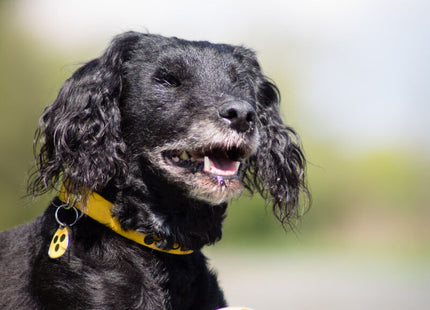 Trixie Lochball mit Schelle aus Naturgummi, Ø 7 cm - Spielzeug für Katzen