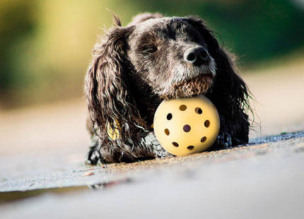 Trixie Lochball mit Schelle aus Naturgummi, Ø 7 cm - Spielzeug für Katzen