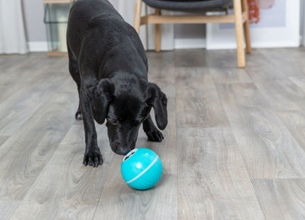 Interaktiver Snackball für Hunde in Blau - Spiel und Belohnung in einem