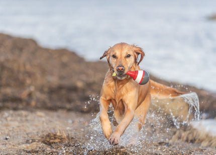 Trixie Aqua Toy Snack Boje aus TPR Material, 19 cm - ideal für interaktives Spiel und Belohnung beim Training