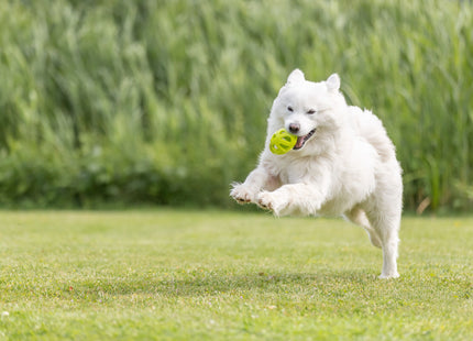 Trixie Wabenrugby - Hundespielzeug, lime, 11cm