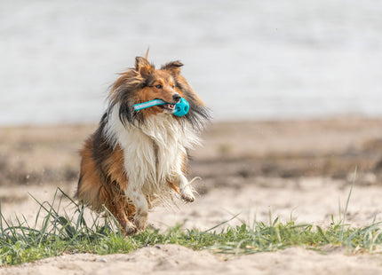 Trixie Wabenball am Seil – flexibles Hundespielzeug