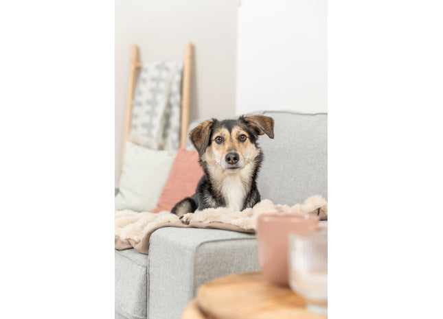 Trixie Decke Elli – Hundedecke, zweilagig, sand
