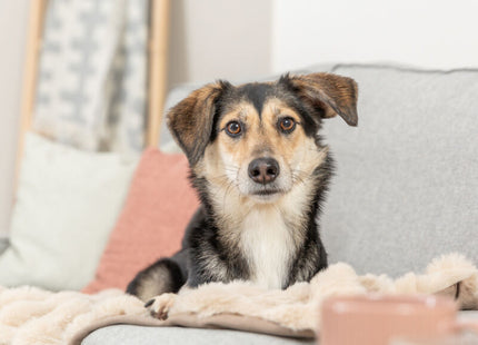 Trixie Decke Elli – Hundedecke, zweilagig, sand