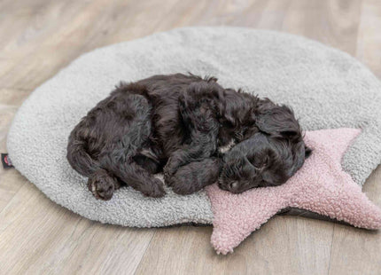 Trixie Junior Liegematte - Hundematte grau flieder Stern