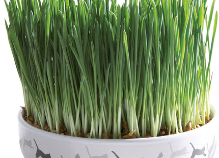 Trixie Keramikschale – Katzengras, ø15×4 cm