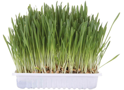 Trixie Katzengras-Schale ca. 100 g, hochwertiges Katzengras für die Gesundheit und das Wohlbefinden Ihrer Katze