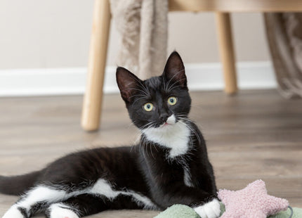 Trixie Junior Kratzmatte - grau mint 47x47cm