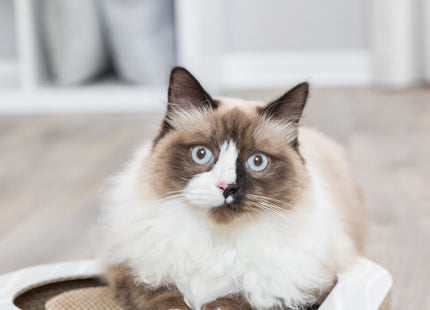 Trixie Kratzpappe – robuste Kratzfläche, braun