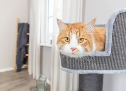 Trixie Kratzbaum XXL Ava II – Grau, 112 cm hoch