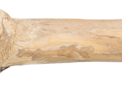 Trixie Sitzstange - Kaffeeholz, 20cm, Schraubbefestigung