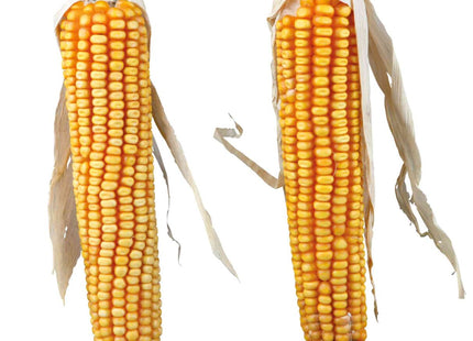 Trixie Maiskolben - Nagersnack mit Lieschblatt 2 Stück