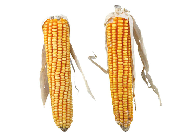 Trixie Maiskolben - Nagersnack mit Lieschblatt 2 Stück