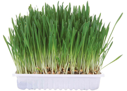 Trixie Nagergras in Schale, 100 g - hochwertiges Futter für Nager und Kleintiere