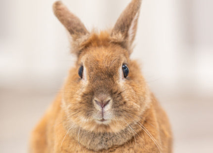 Trixie Kaninchen-Spiel Snack Board – Kunststoff, ø20cm