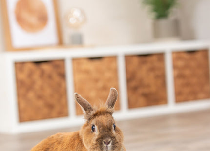 Trixie Flip Board - Kunststoff, Ø23cm, Nagetierspielzeug