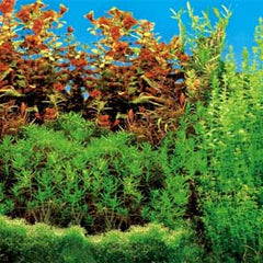 Trixie Aquarien-Rückwand doppelt Süsswasser